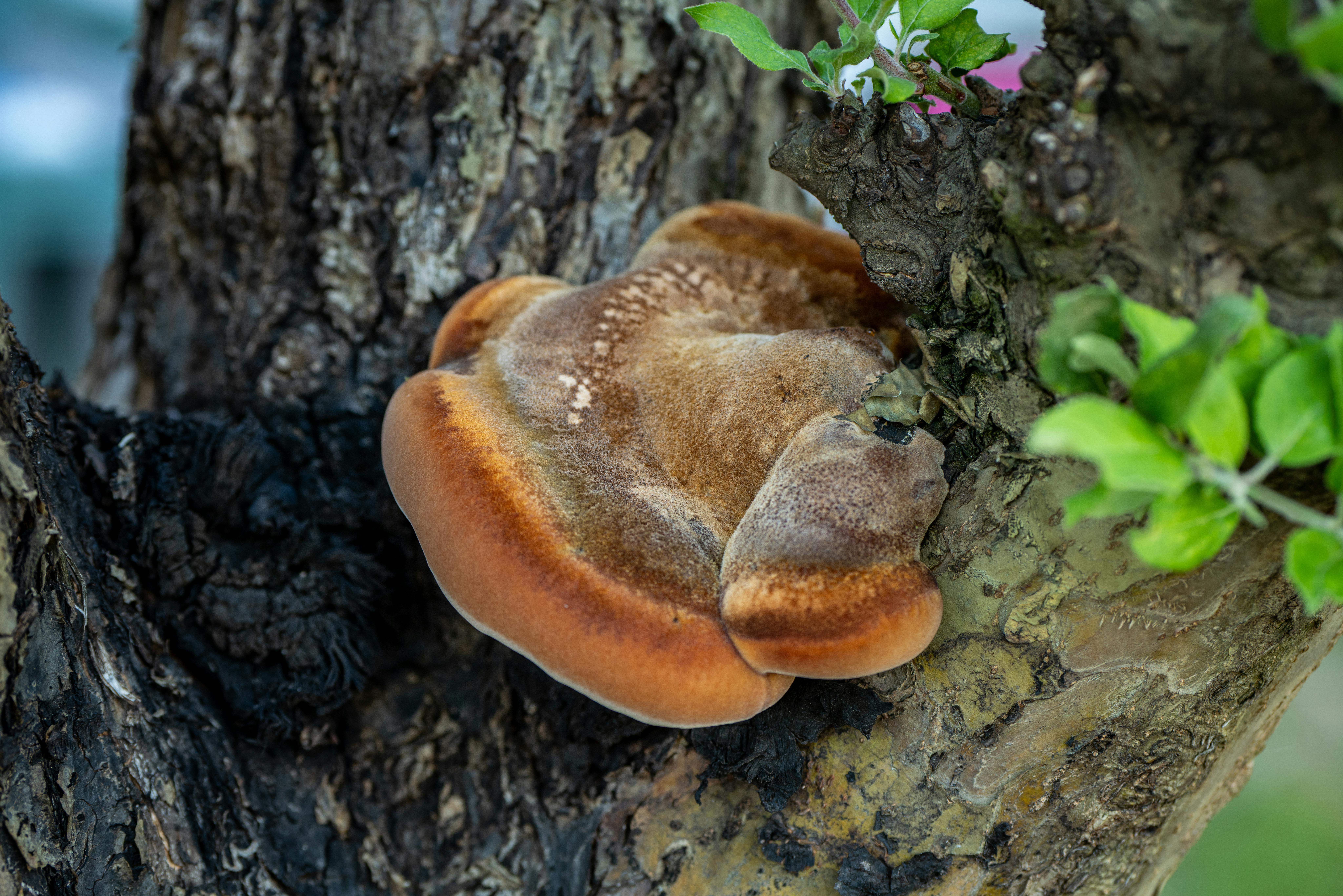 Medicinal Mushroom Biotechnology